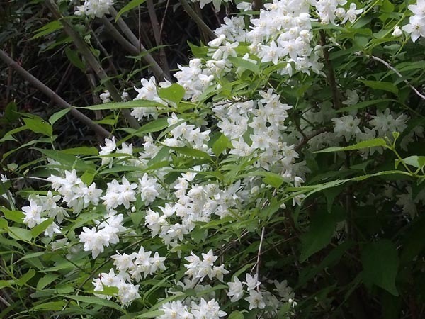 夏は来ぬ 浮き草の道草